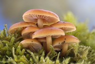 绿色草丛蜜环菌蘑菇群写真精美图片