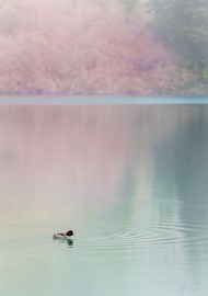 唯美山水湖泊鸭子嬉戏写真精美图片