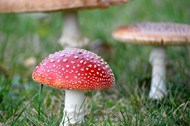 绿色草地红色蛤蟆菌蘑菇精美图片