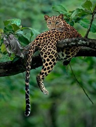 荒野丛林爬树的非洲猎豹写真图片下载