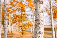 秋天白桦树写真精美图片