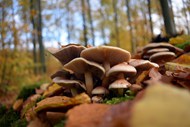 秋天树林地面野生蘑菇群写真高清图片