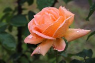 雨后粉色玫瑰花花枝写真图片大全