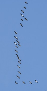 蓝色天空上南飞的大雁精美图片