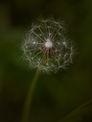 野生蒲公英种子意境写真高清图片