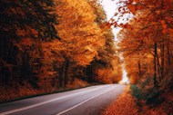 秋天红色枫树林公路写真图片下载
