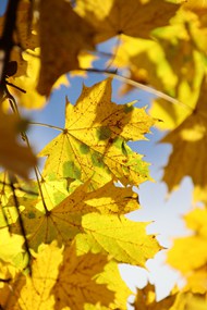 秋天黄色枫树叶仰拍写真精美图片