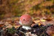 秋天红色飞木耳真菌蘑菇写真精美图片