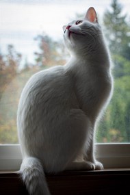站在窗台上的白色小猫图片下载