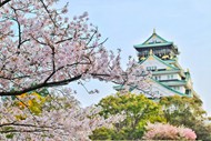 日本建筑粉色樱花写真精美图片
