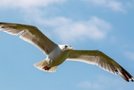 一只海鸥在天空中展翅飞翔图片下载