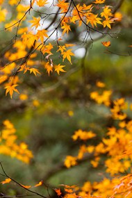 秋天黄色枫树叶图片大全