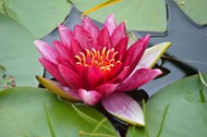 水生植物粉色睡莲写真精美图片