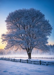 冬季雪树银花唯美风景写真精美图片