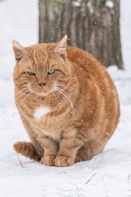 冬季雪地可爱小肥猫写真高清图片