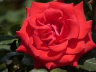红色微距特写玫瑰花写真精美图片