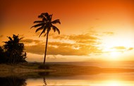 日暮黄昏海边夕阳棕榈树写真图片下载