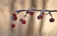 霜冻的红果冬青写真图片