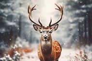 冬季下雪天森林野生麋鹿写真图片