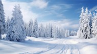 唯美冬季雪景雪松风景写真图片