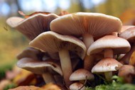 层状野生真菌蘑菇群写真精美图片
