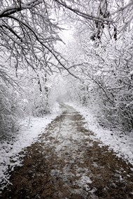 冬季氛围感树林雪景写真图片