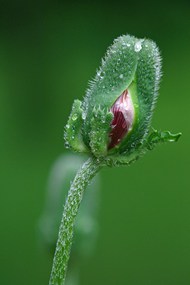 雨后含苞待放罂粟花苞写真高清图片