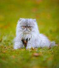 蹲在草地上的灰色波斯猫图片大全