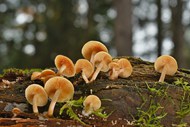 野生层状蘑菇群写真精美图片