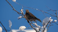 冬季蓝天枯枝积雪小鸟写真图片