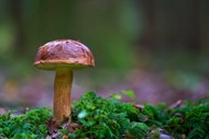 野生飞鹅膏菌蘑菇写真图片