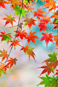 秋天唯美渐变色枫叶写真高清图片