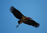 蓝色高空上自由翱翔的秃鹰写真精美图片