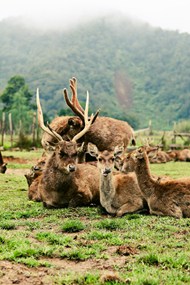 一群野生麋鹿趴在草地上图片下载