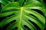 绿色龟背竹植物叶子微距特写写真高清图片
