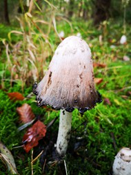 树林地面野生青苔真菌蘑菇写真图片大全