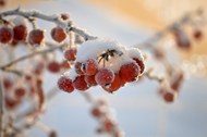 冬季积雪覆盖的红色浆果写真图片下载