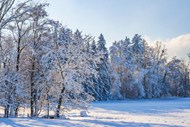 冬季雪地树林风景写真图片下载