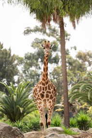 站在树下的长颈鹿写真图片下载