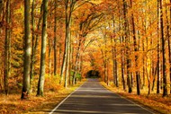 秋季唯美树林小路风景写真图片