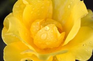 雨后黄色玫瑰花微距特写写真高清图片