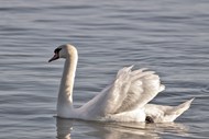 在湖里自由嬉戏的白色天鹅图片下载