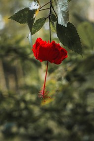 微距特写红色植物花朵写真精美图片