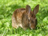绿色草地灰色兔子吃草精美图片