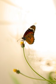 停在花蕊上的虎斑蝶写真高清图片