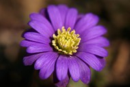 紫色荷兰菊微距特写写真精美图片