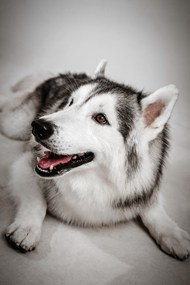 大型猎犬阿拉斯加雪橇犬高清图片