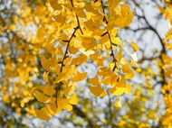 秋天黄色银杏树叶微距特写写真图片大全