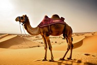 金色沙漠双峰骆驼写真精美图片