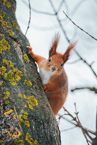 趴在树干上的红松鼠写真高清图片
